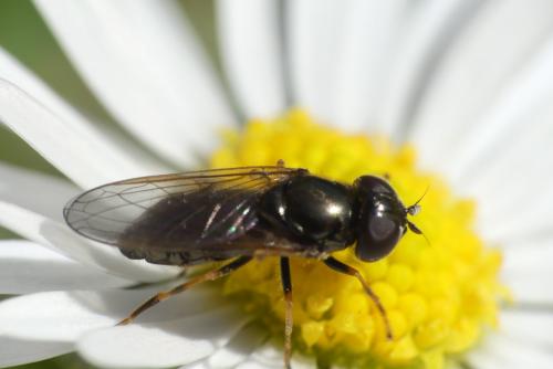 Réf. 278 578 : Cheilosia sp.